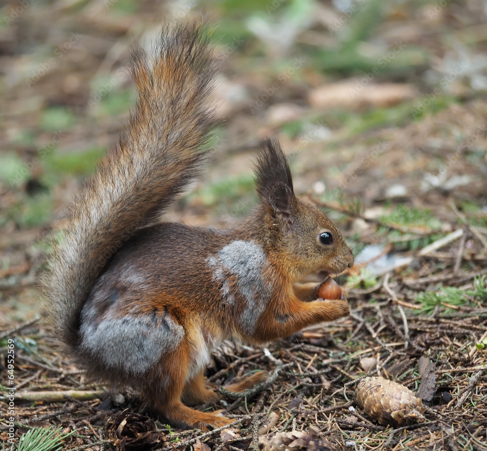 squirrel in the forest squirrel in the forest