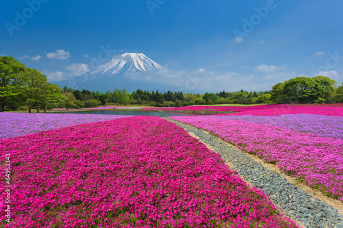 Fuji with Pink Moss