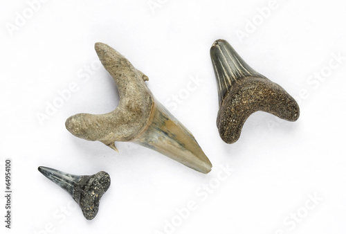 Fossilized sharks teeth