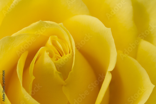 Close up image of yellow rose