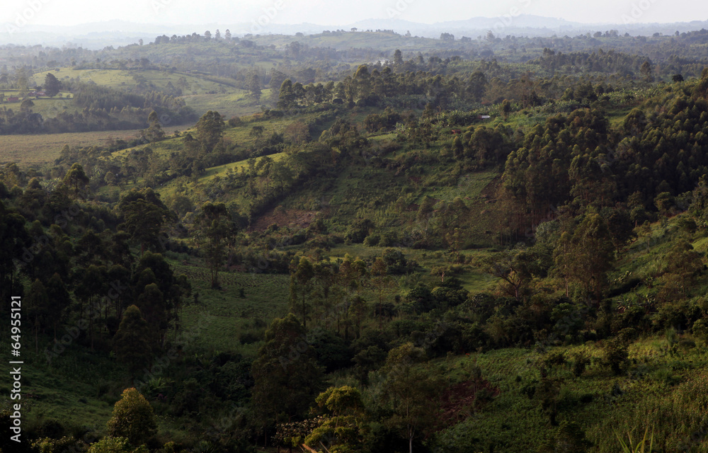 Fototapeta premium Kibale Forest - Uganda