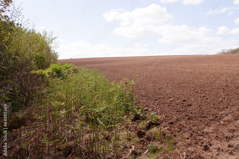 Obraz premium harrowed field with bracken