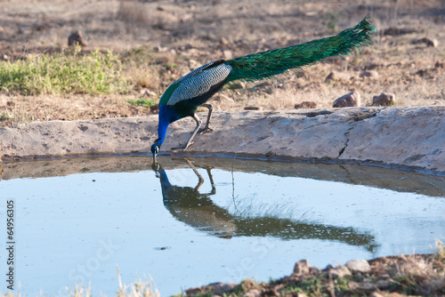 indian peafowl drinking from a man made watering hole photo