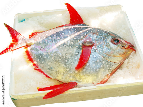 Cuadro en lienzo moonfish