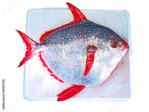 moonfish