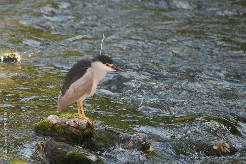 nitticora (Nycticorax nycticorax) photo