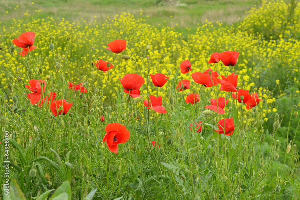 Fototapeta premium poppies