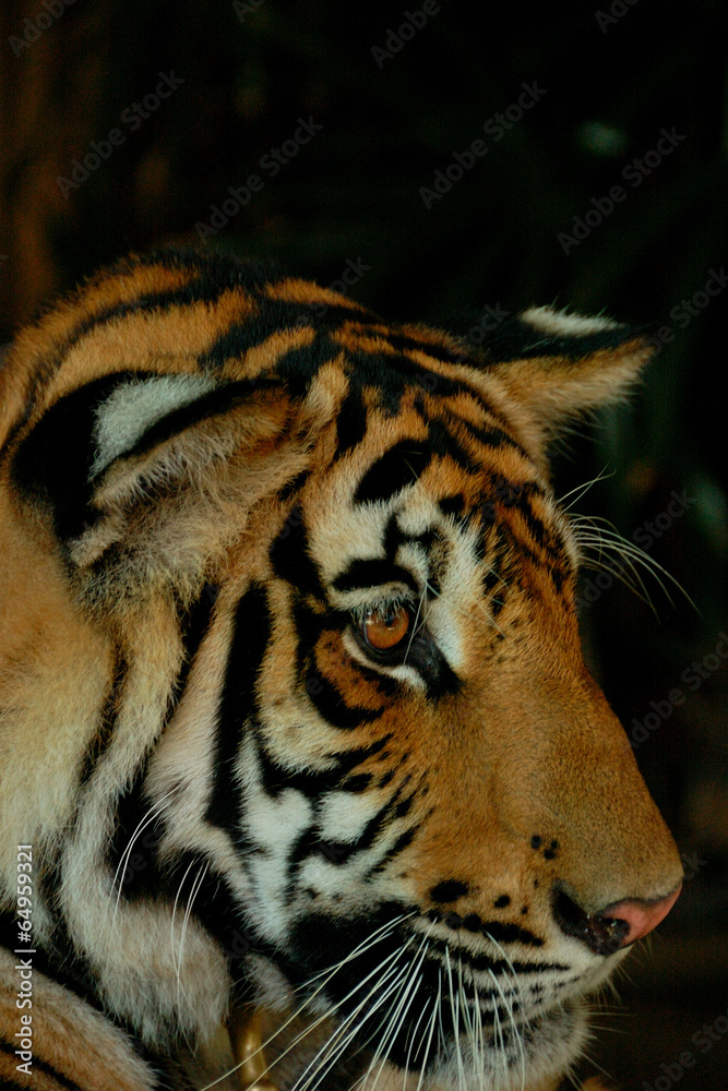 Fototapeta premium thailand - tiger