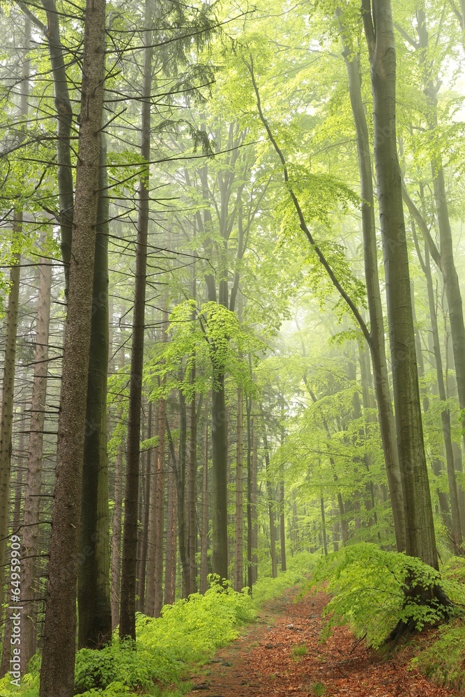 Fototapeta premium Trial in spring forest surrounded by fog