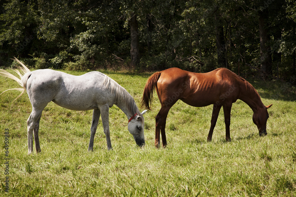 Obraz premium Two thoroughbred horses eating on a green meadow