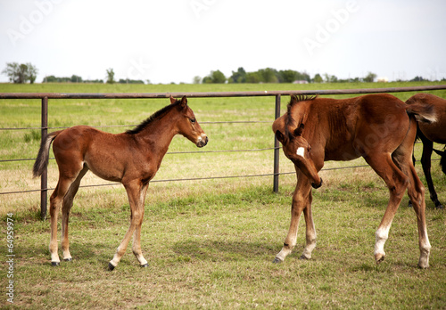 Two foals grazing playing on green meadow