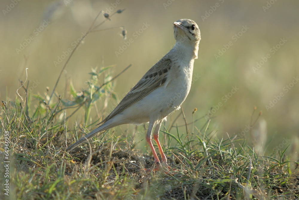 Brachpieper (Anthus campestris) Brachpieper (Anthus campestris)