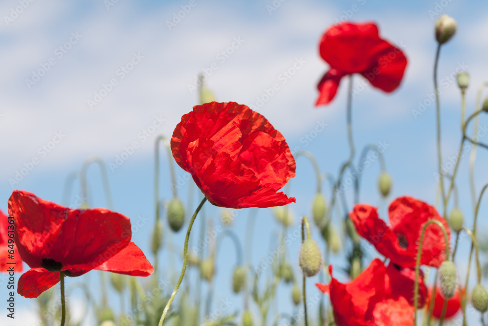Obraz premium Poppy meadow