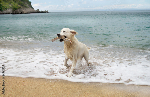 labrador retriever dog on beach