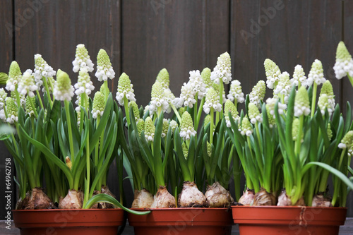 Fototapeta Naklejka Na Ścianę i Meble -  White grape hyacinth (Muscari) in pot against wooden board
