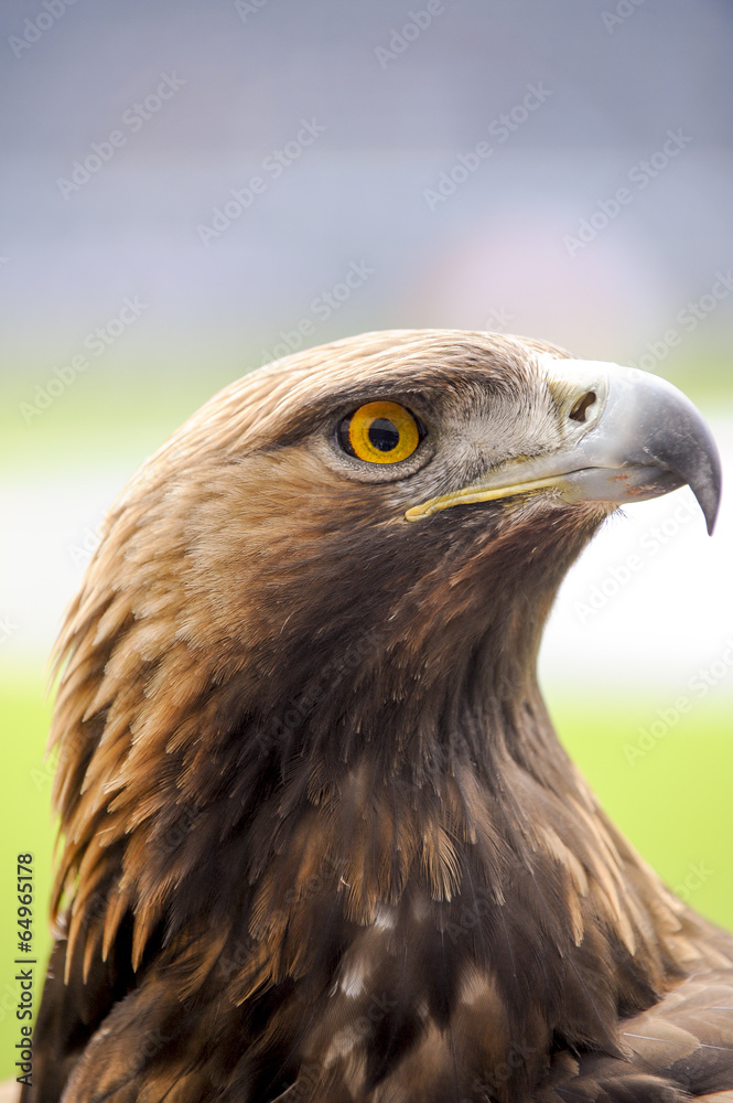 Adler Adler