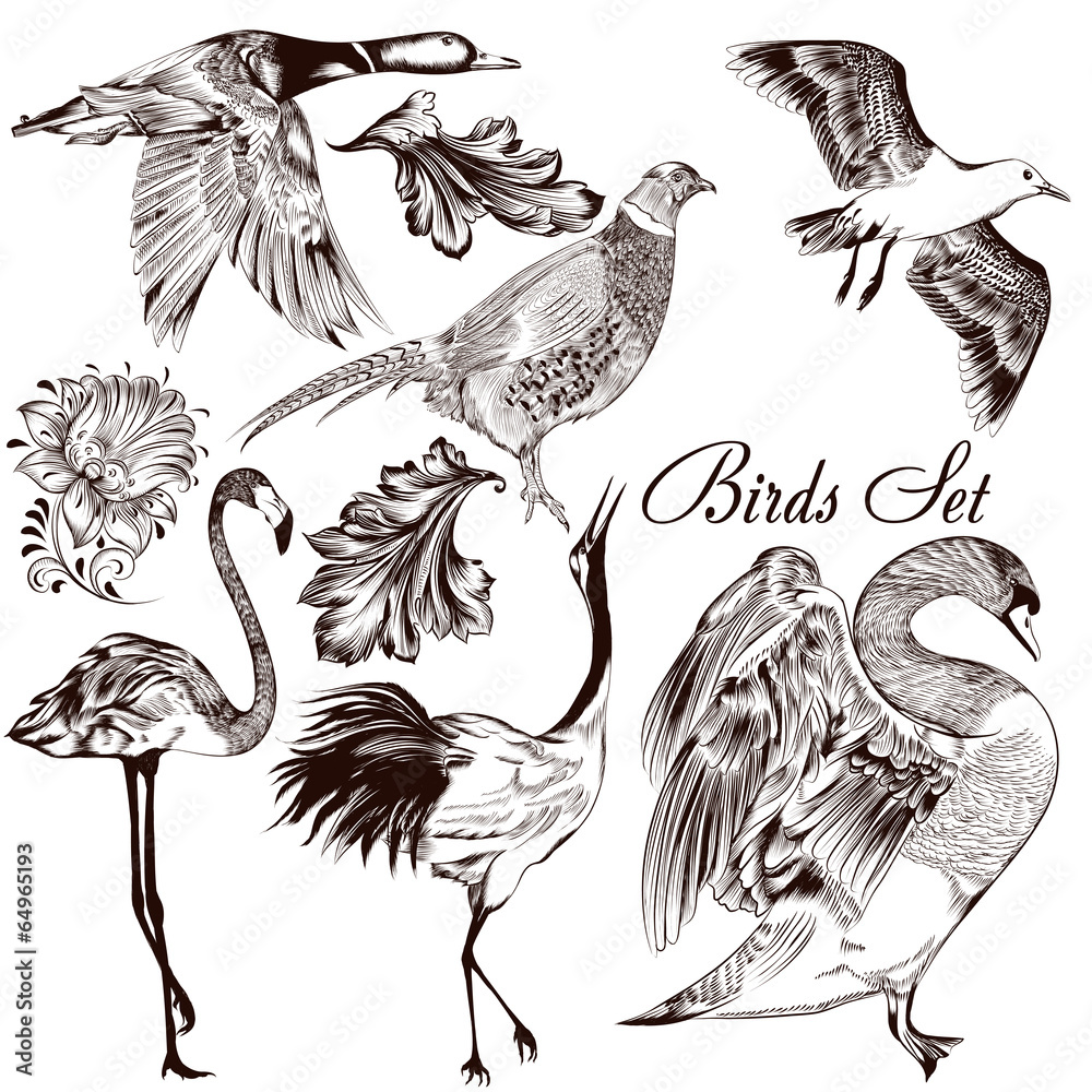 Naklejka premium Collection of vector detailed hand drawn birds