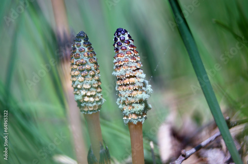 Field horsetail (equisetum arvense) pollen cone full of spores. photo