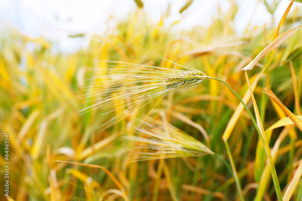 Fototapeta premium Close up of ripe wheat ears