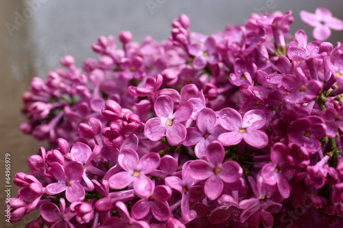 Beautiful lilac flowers, on grey background © Africa Studio