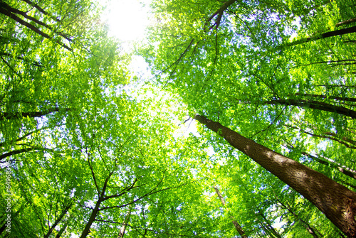 forest