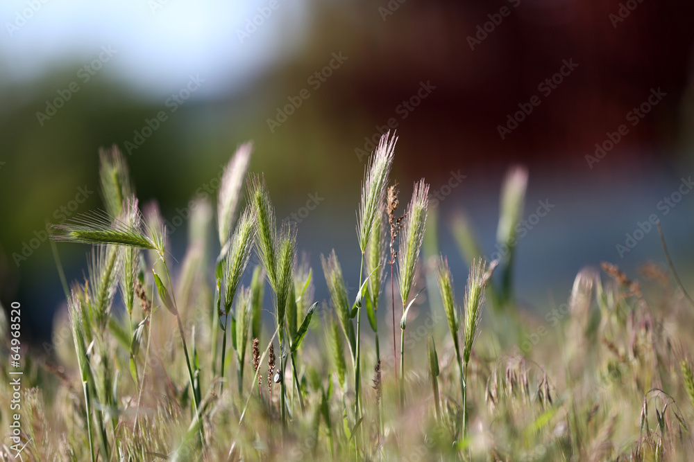 Beautiful green grass, outdoors