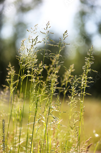 Beautiful green grass, outdoors