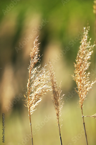 Beautiful grass, outdoors © Africa Studio