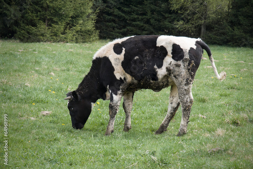 dirty cow grazed on a meadow