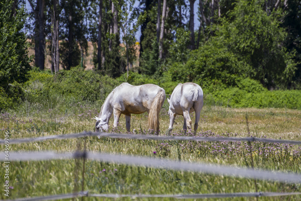 group of horses grazing in a green pasture, spanish horses group of horses grazing in a green pasture, spanish horses