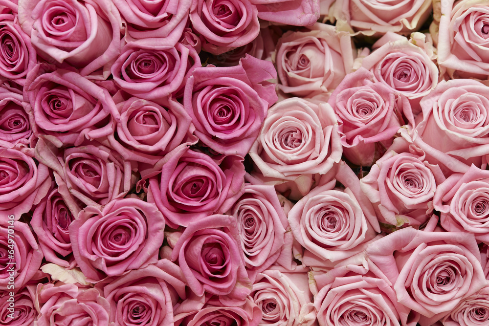 roses roses