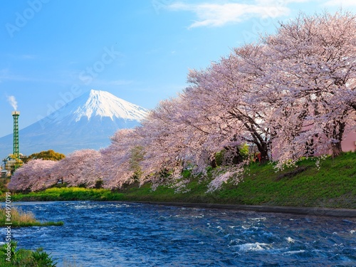 Fuji with Cherry Blossoms at the river