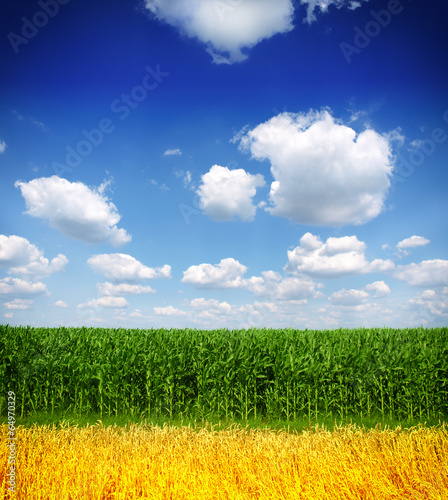 corn and wheat field against blue sky