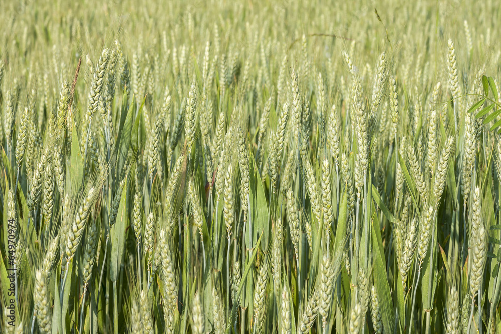 Obraz premium Il grano sta crescendo