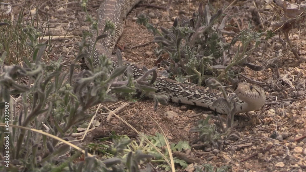 Bull Snake Slithering Along Bull Snake Slithering Along