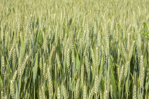 Il grano sta crescendo photo
