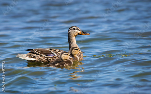 Female Mallard duck (Anas platyrhynchos) and ducklings