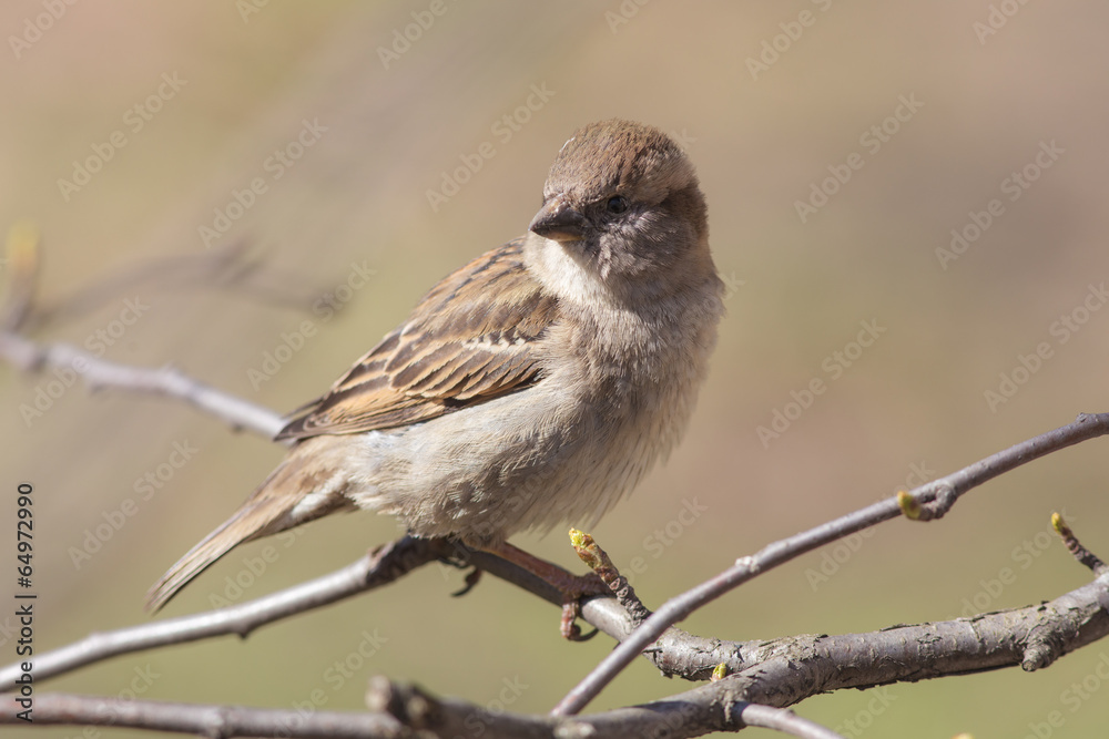 sparrow on a branch sparrow on a branch