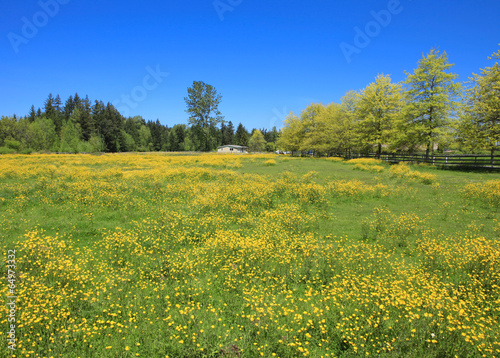 Countryside meadow
