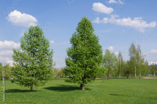 Two fir-trees in city park in a sunny day