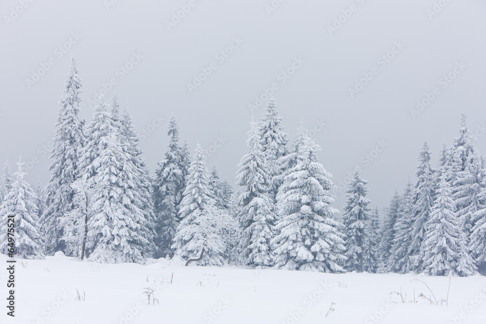 winter forest, Czech Republic winter forest, Czech Republic