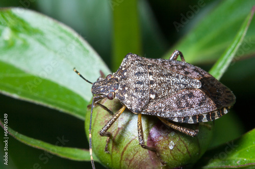 Halyomorpha halys photo