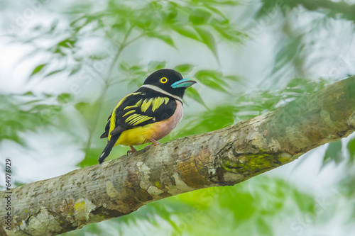 Black-and-yellow Broadbill (Eurylaimus ochromalus)