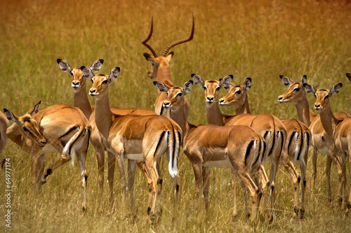 Herd of impalas in Ambosel