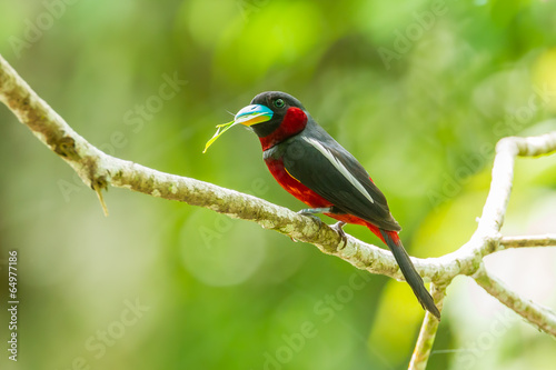 Black-and-red Broadbill with leaf