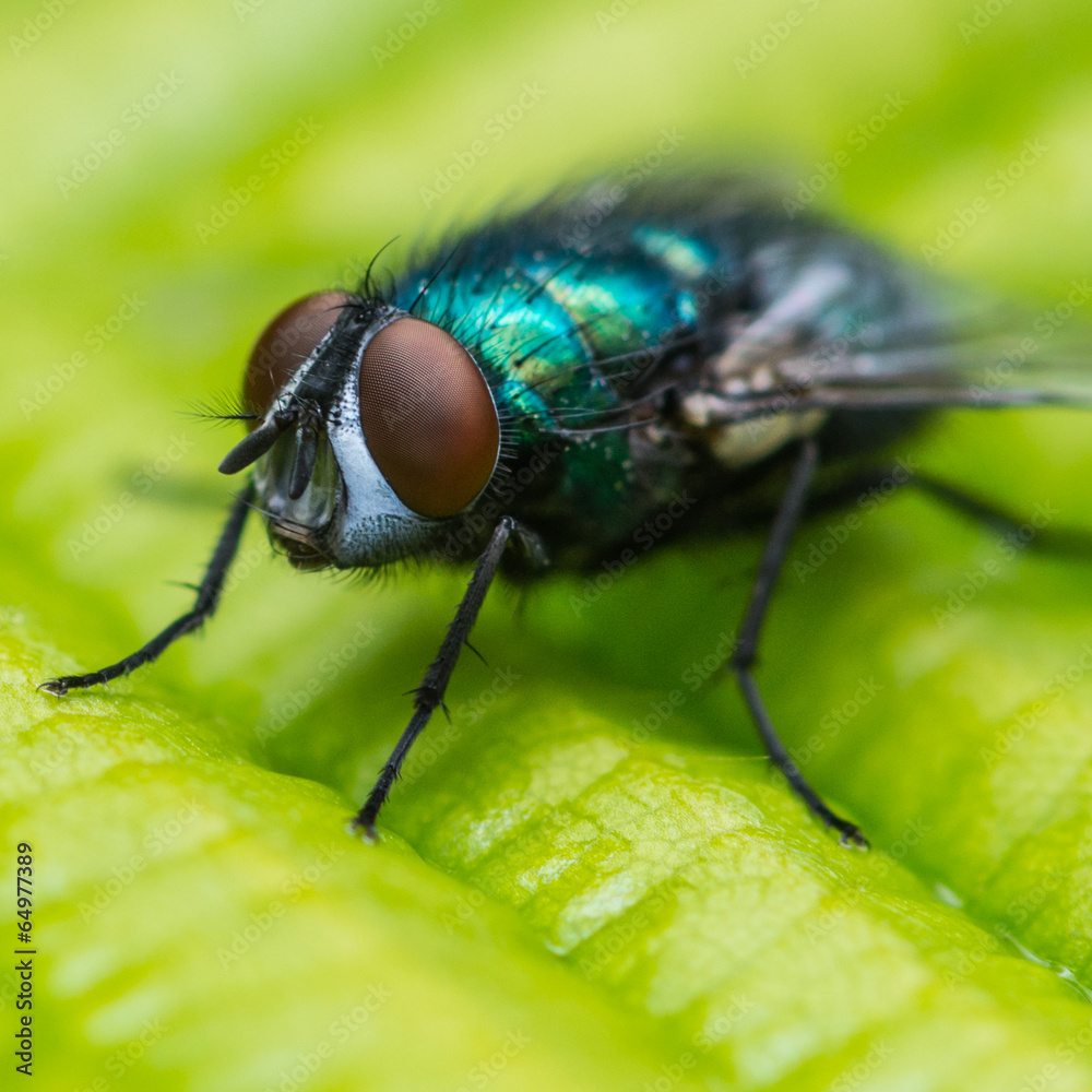 Naklejka premium Eye To Eye Fly