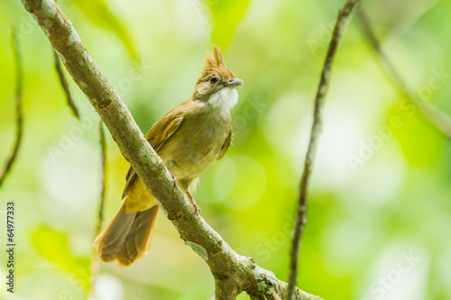 Ochraceous Bulbul in nature of Thailand photo