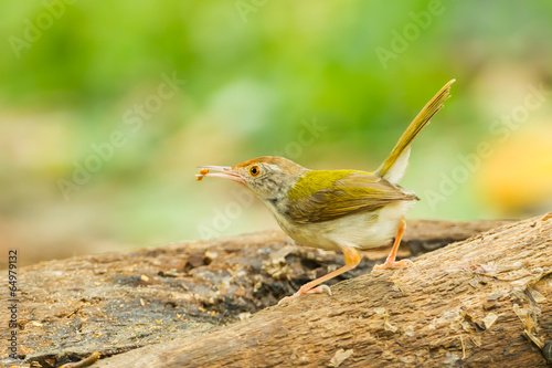Common Tailorbird  with worm in her mount photo
