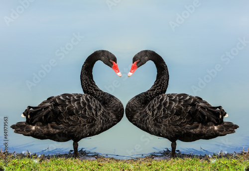Fototapeta Naklejka Na Ścianę i Meble -  Swans.