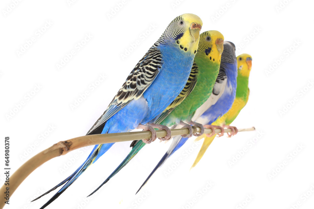 Fototapeta premium budgie